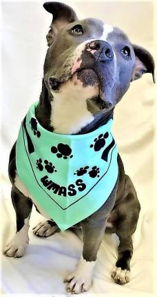 West Milford Animal Shelter seeking volunteers West Milford Animal Shelter seeking volunteers