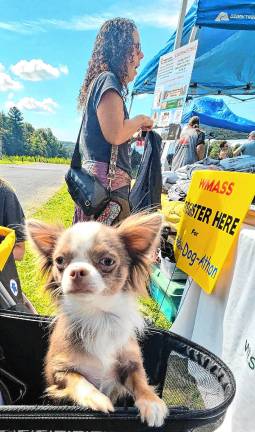 Dog Walk raises money for shelter Dog Walk raises money for shelter