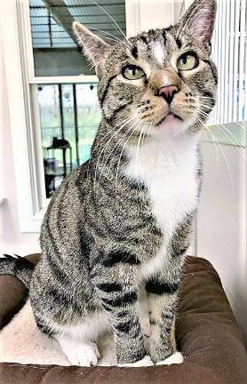 Pet of the Week: 'Snuffles' wants to breathe easier in a new home Pet of the Week: 'Snuffles' wants to breathe easier in a new home