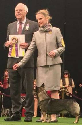 West Milford dog wins Best of Breed at Westminster show Photo provided'Annie" wins Best in Breed at the 142nd Annual Westminster Kennel Club Dog Show in New York City this month. Her owner and handler, right, is West Milford resident Diane Polito.