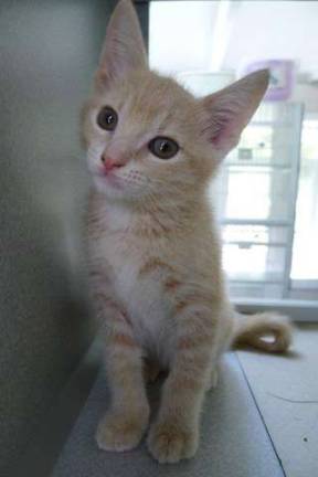 Tully, who was named after a Ghost Buster character just like Spengler and another buddy Gozer, is the lone kitten at the shelter ready for adoption.