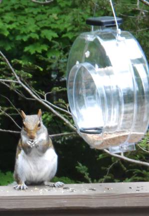 &quot;Oh, pardon me. I thought this was a squirrel feeder.&quot; Photo by Ginny Raue