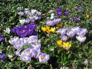 The signs of Spring are popping up all over. Early flowers, like these vividly colored crocuses, are blooming. Others, like hyacinths and daffodils, are close to showing their incredible colors—a few are already in bloom. Look carefully: Robins — that harbinger of spring — are here, too. Photo by Geri Corey.