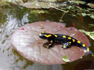 As the weather warms, you may begin to see creatures like this spotted salamander searching for vernal pools in which to mate.