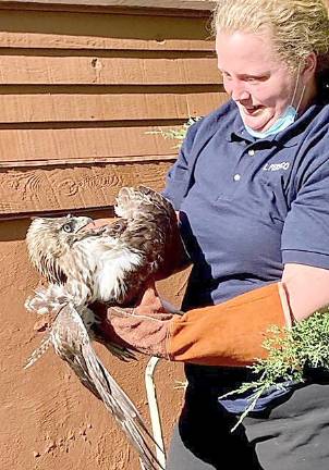 West Milford Animal Control Officer Lindsay Persico rescued this injured hawk found on Rockburn Pass in West Milford. The hawk, affectionately now known as “Rocky,” was taken to a veterinarian in Franklin Lakes, then will recuperate at the Raptor Trust Sanctuary near the Great Swamp National Wildlife in Long Hill Township in Morris County. Photo provided by Darlene Kohan.