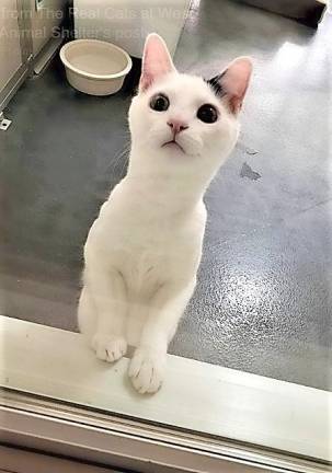 Pet of the Week: 'Sorbet' a sweet find for your home Pet of the Week: 'Sorbet' a sweet find for your home