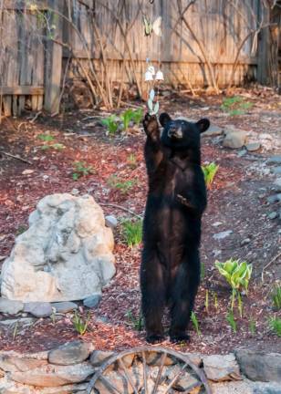 Locals bear with it No, it’s not a garden statue. “The one cub was very interested in some of our wind chimes,” said West Milford resident Don Wright.