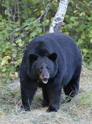 Photo provided The state has extended the black bear hunt by four days.