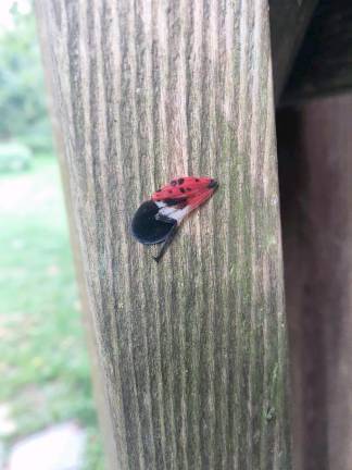 Linda Kabis sent this photo of spotted lanternfly parts on her deck railing in Green Township.