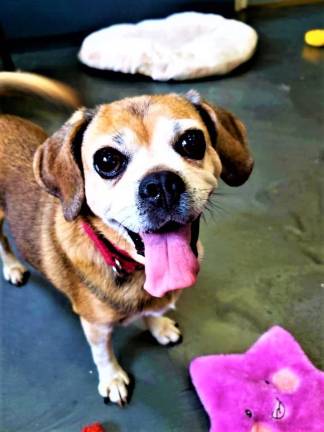 Penny is worth a thought, or two, at the West Milford Animal Shelter.