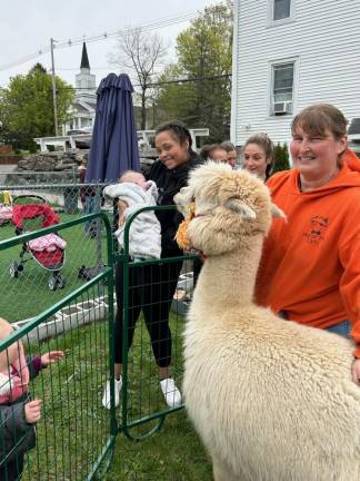 Alpacas visit Penta School Alpacas visit Penta School