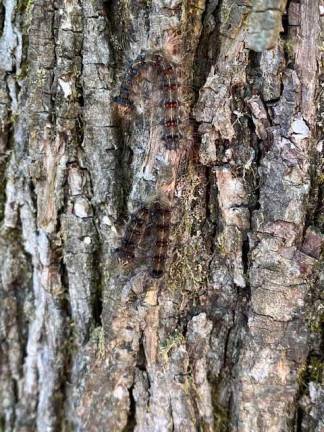 Gypsy moth caterpillars defoliate and weaken, and sometimes kill, more than 300 different species of trees.