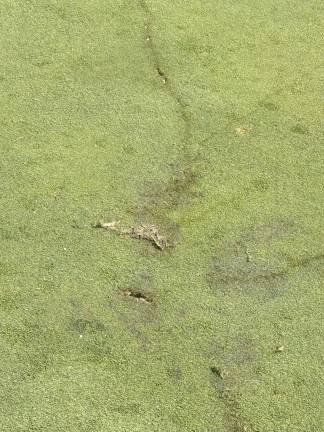 Golfer struck by lightning The spot where lightning struck a golfer on the 15th hole.