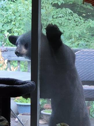 Locals bear with it Peeking inside a Hewitt, N.J. home.