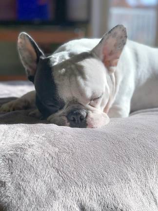 Looking for things to do with your dog while quarantined at home? The AKC is here to help Looking for things to do with your dog while quarantined at home? The AKC is here to help