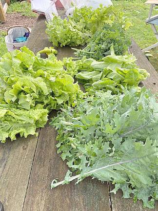 Ample Harvest West Milford has donated about 175 pounds of fresh produce to local food pantries in each of the last 11 years.