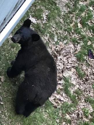 Locals bear with it David Sakla caught this bear walking around his home in Monroe, N.Y.