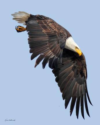 A talk on bald eagles is planned Jan. 28. (Photo courtesy of Kristen Nicholas and Bergen County Audubon Society)
