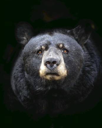 West Milford. Bear sightings up in New Jersey Photo of a black bear by Marc-Olivier Jodoin on Unsplash.