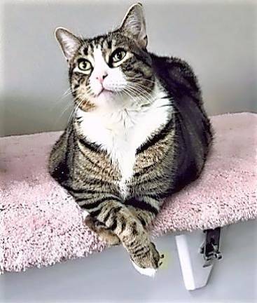 Pet of the Week: 'Big Ben' offers a whole lotta love Pet of the Week: 'Big Ben' offers a whole lotta love