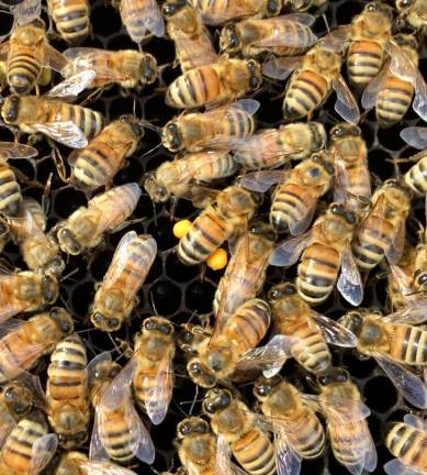 Talk on honeybees planned Feb. 18 Bees are our most important pollinators. (Photo courtesy of Northeast NJ Beekeepers Association)