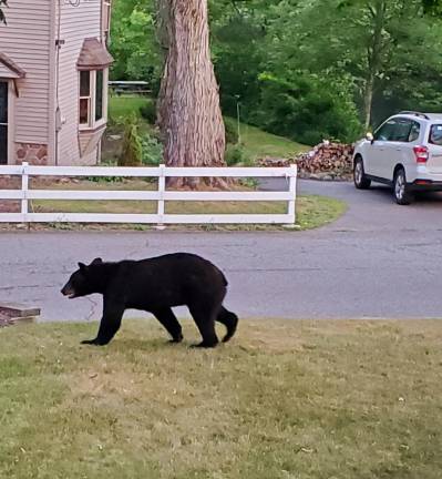 Locals bear with it Spotted in West Milford by Kim Tolnai.