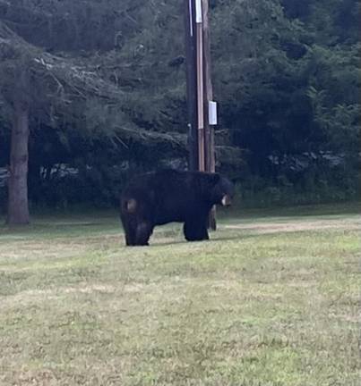 Locals bear with it Spotted on Ball Road in Warwick by reader Ben Stanley.
