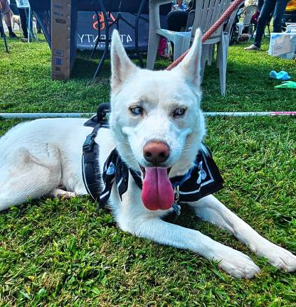 Dog Walk raises money for shelter Dog Walk raises money for shelter
