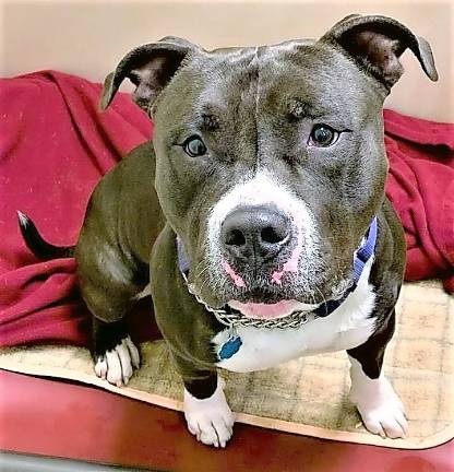 Pet of the Week: 'Bugsy' is looking for a loving home Pet of the Week: 'Bugsy' is looking for a loving home