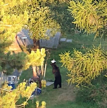 Locals bear with it Walking around a Warwick backyard.