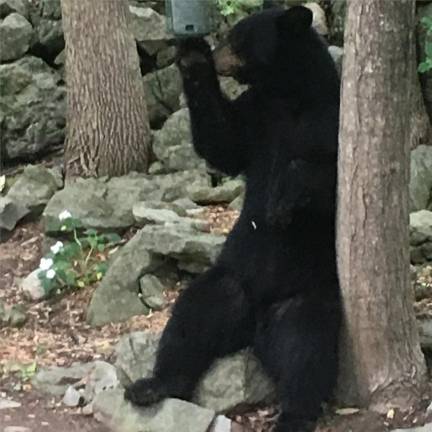 Locals bear with it “Comfortably seated at my feeder in Warwick for a mid-afternoon snack.” - Harriet Earnest