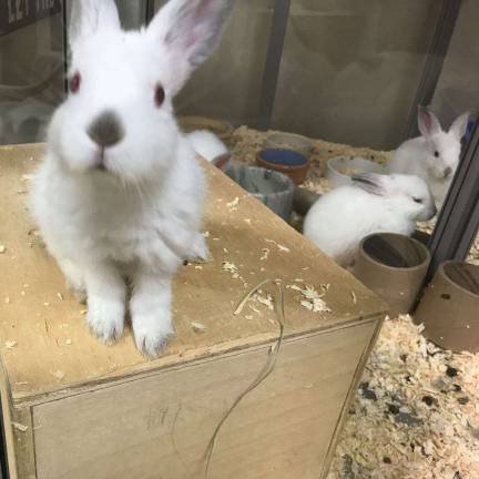 Photos provided Rabbits, such as these cuties at the West Milford Animal Shelter, make good pets because they are quiet and don't require lots of room.