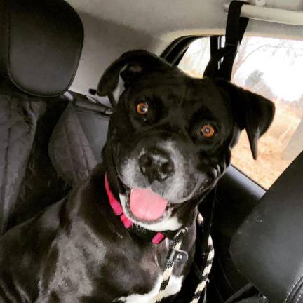 Dog of the Week Dog of the Week