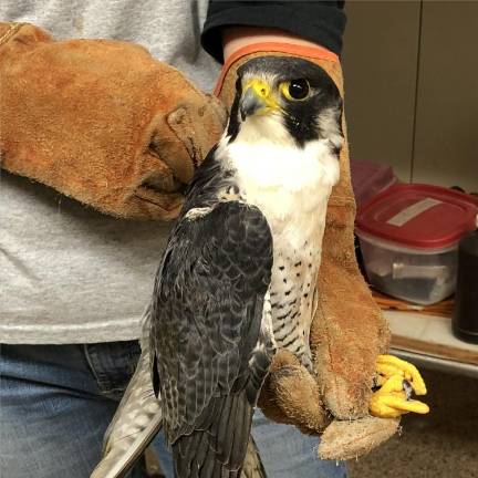 Owls and other birds will be discussed by Chris Soucy, executive director of the Raptor Trust.