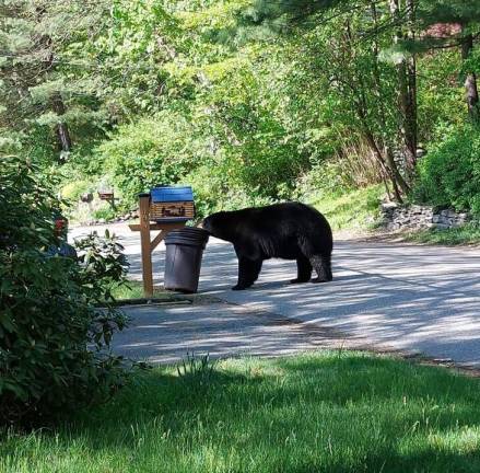 Locals bear with it “This was taken outside our home in West Milford right after garbage pickup. Apparently he wanted to make sure they didn’t forget any scraps!” - Kimberly M.