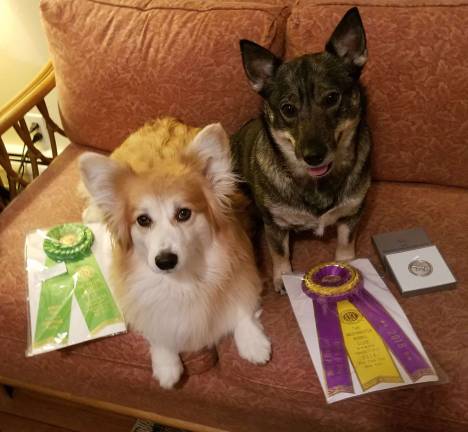 West Milford dog wins Best of Breed at Westminster show Photo provided'Annie," right, and "Oscar" are owned by West Milford resident Diane Polito. Both dogs have won at the famous 142nd Annual Westminster Kennel Club Dog Show.