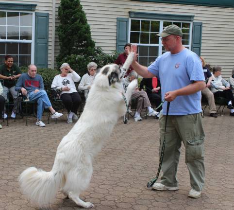 Goin' to the dogs Photos by Ginny Raue High five, Mongo! High five, Jim! Mongo, accompanied by owner Jim Bartholomew, was the hands down (and up) champion at The Chelsea at Bald Eagle's 4th annual dog show, winning in three categories, "Fluffiest", "Prettiest Face" and "Resident's Choice." Mongo is a Pyrenees mix.