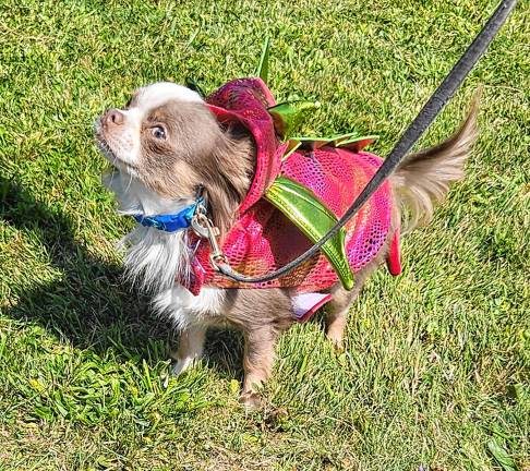 Dog Walk raises money for shelter Dog Walk raises money for shelter