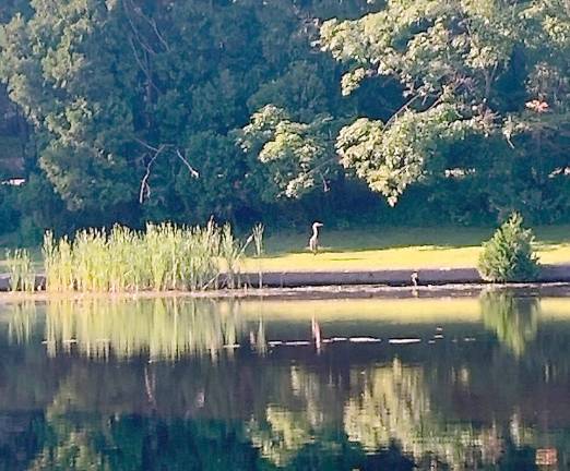 A crane at Westbrook Park, captured during a birding event held by the West Milford Recreation Department.