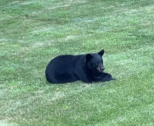 Locals bear with it Lounging in Warwick. Photo submitted by Jenn H.