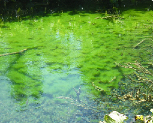 Greenwood Lake Commission Herbicide Application Greenwood Lake Commission Herbicide Application