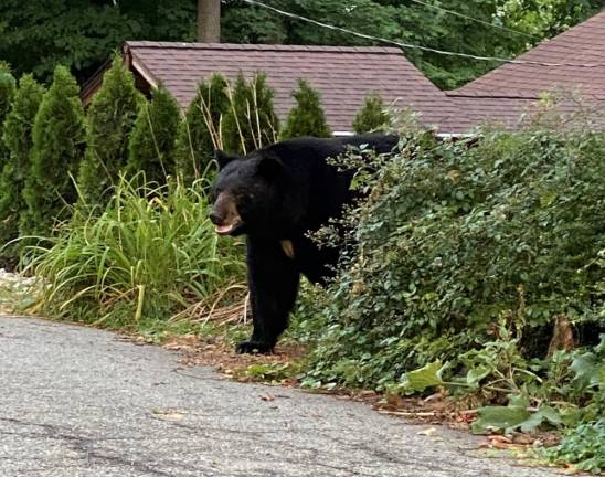 Locals bear with it “I caught this guy outside of my house in Pinecliff Lake a few weeks ago around 6 a.m. when I was leaving for work!” - Jennifer Wiggins
