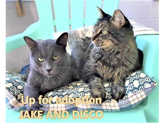Pet of the Week: 'Jake' and 'Disco' are a 'dynamic duo'
