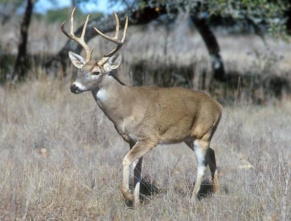 White-tailed deer From Wikipedia