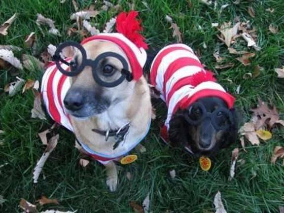 duke's pampered pets