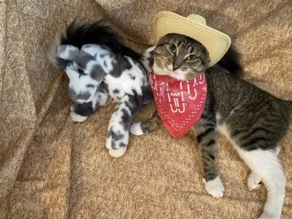 Photos: Ready for trick-or-treating Cowboy Marty Ringer. (Photo courtesy of Laurie Hoppe-Ringer)