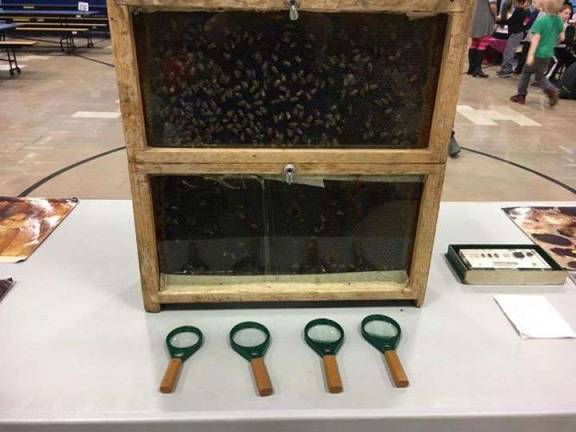 The live hive was a favorite of the kids. They could actually see how the bees work together.