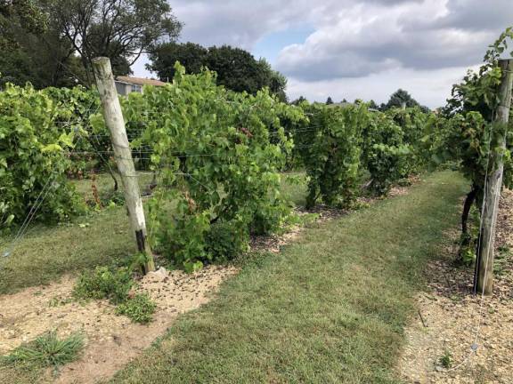 This vineyard in Breinigsville, Pa., used a ‘contact insecticide’ to defend against spotted lanternfly, creating a mulch of the bugs.