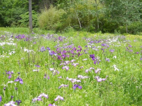 Summer brings a colorful array of blooms to the NJ Botanical Garden, including this wonderful naturalized display of irises in the Wet Meadow.