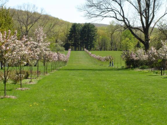 Landscape design presentation at Skylands Photos provided The Crabapple Vista is a glorious favorite for many visitors at the New Jersey State Botanical Garden. Originally planted in the 1920s, the half-mile-long double row of crabapple trees bloom splendidly each year down the center of the Great Lawn The two photos show them when they were first planted and today.
